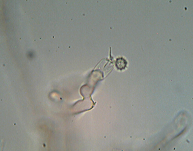 Botryobasidium isabellinum... un 